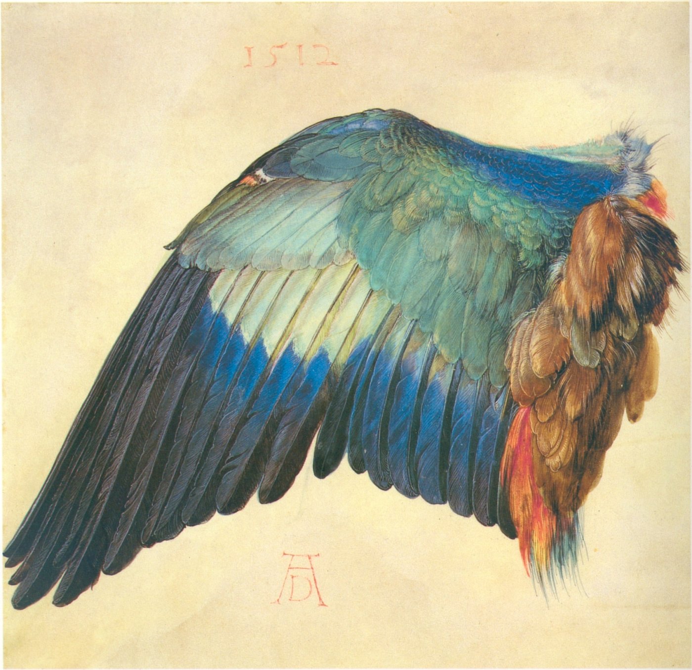 The Wing of a European Blue Jay - Albrecht Dürer