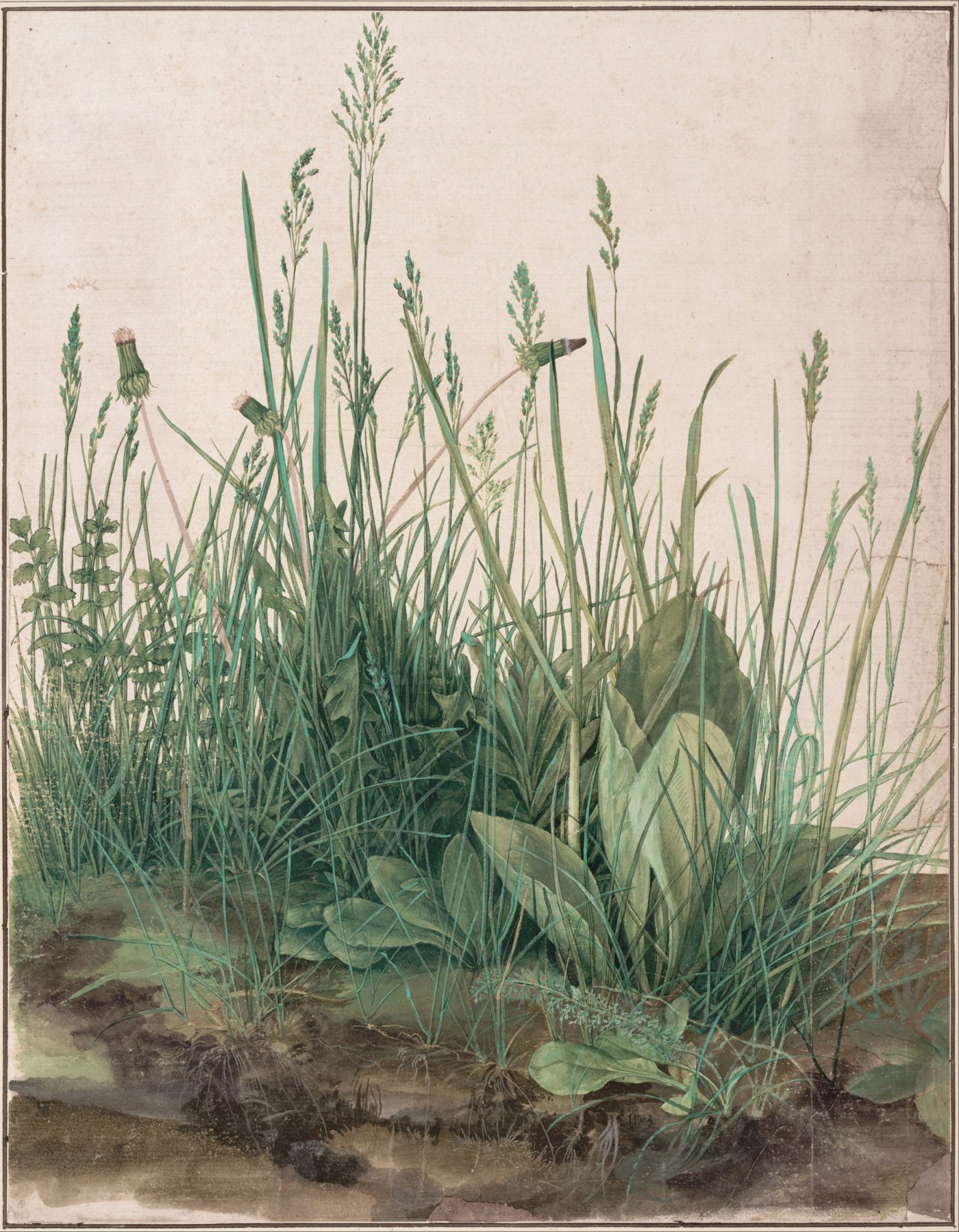 La Mèche d'herbe - Albrecht Dürer