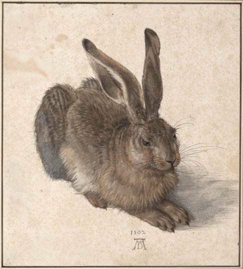 The Hare - Albrecht Dürer