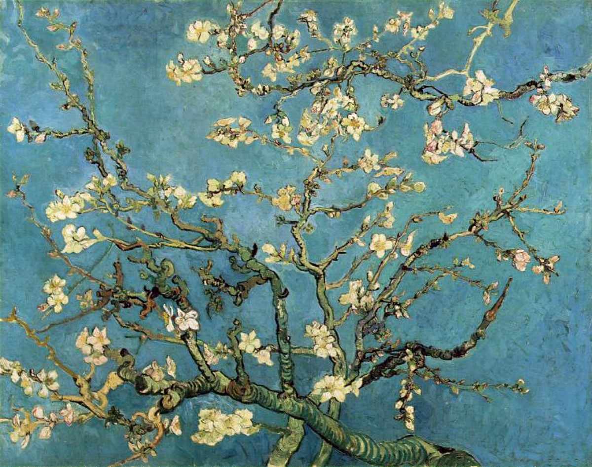 Branches fleuries d'amandier  - Vincent Van Gogh